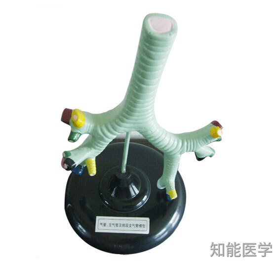 支氣管炎的表現及治療措施